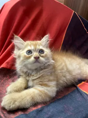 Photo - 1-3 Months Male Purebred Persian