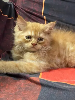 1-3 Months Male Purebred Persian