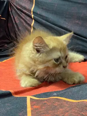 1-3 Months Male Purebred Persian