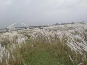 P-Extension Block, 20 Katha, Plot, Sale, Bashundhara R/A