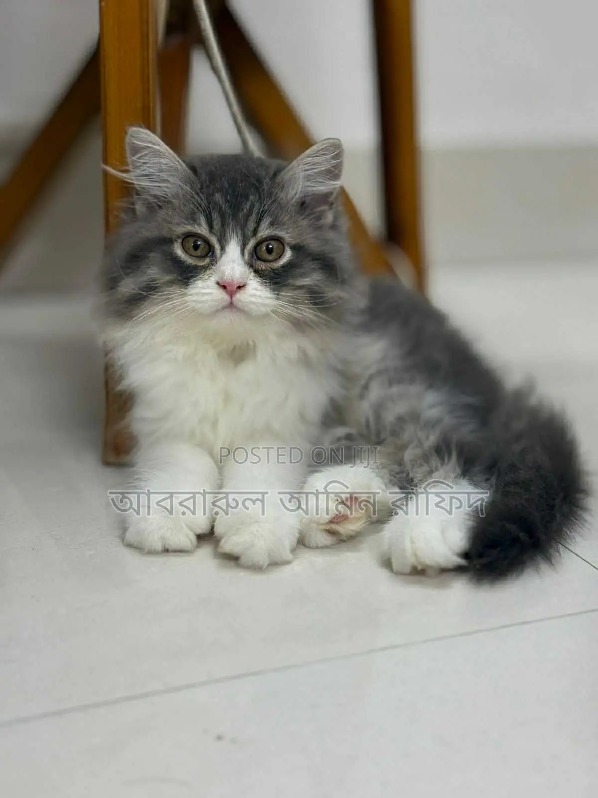 1-3 Months Male Purebred Persian