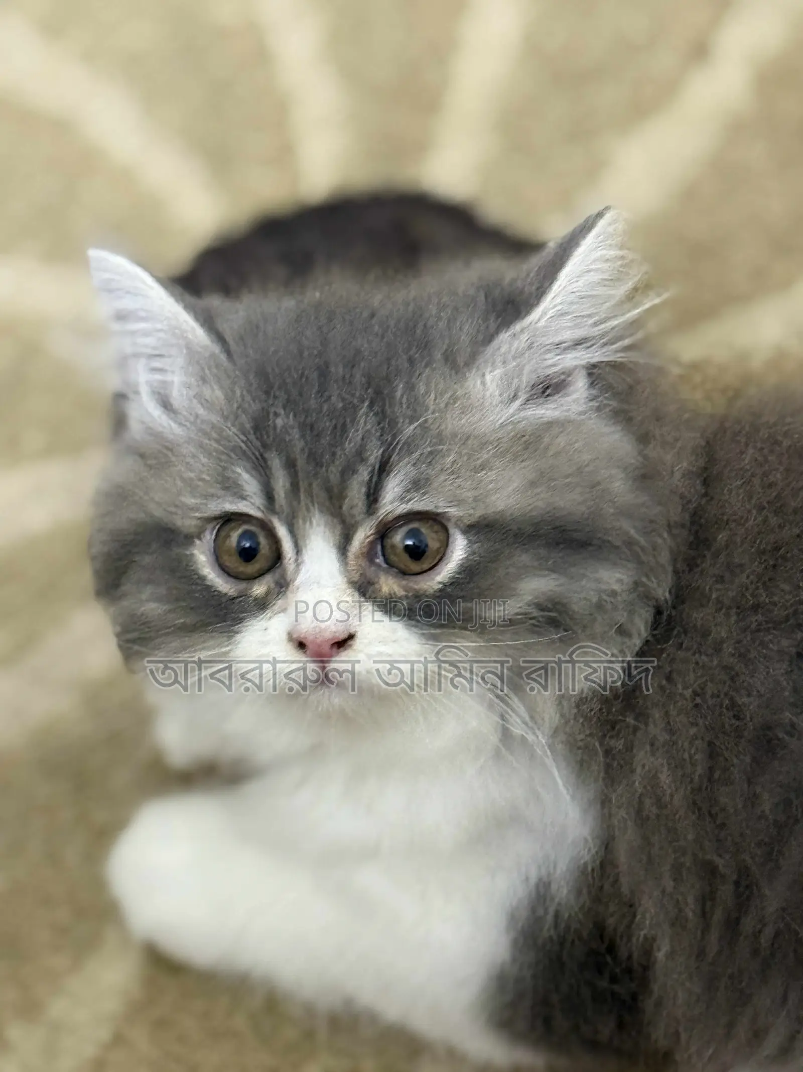 1-3 Months Male Purebred Persian