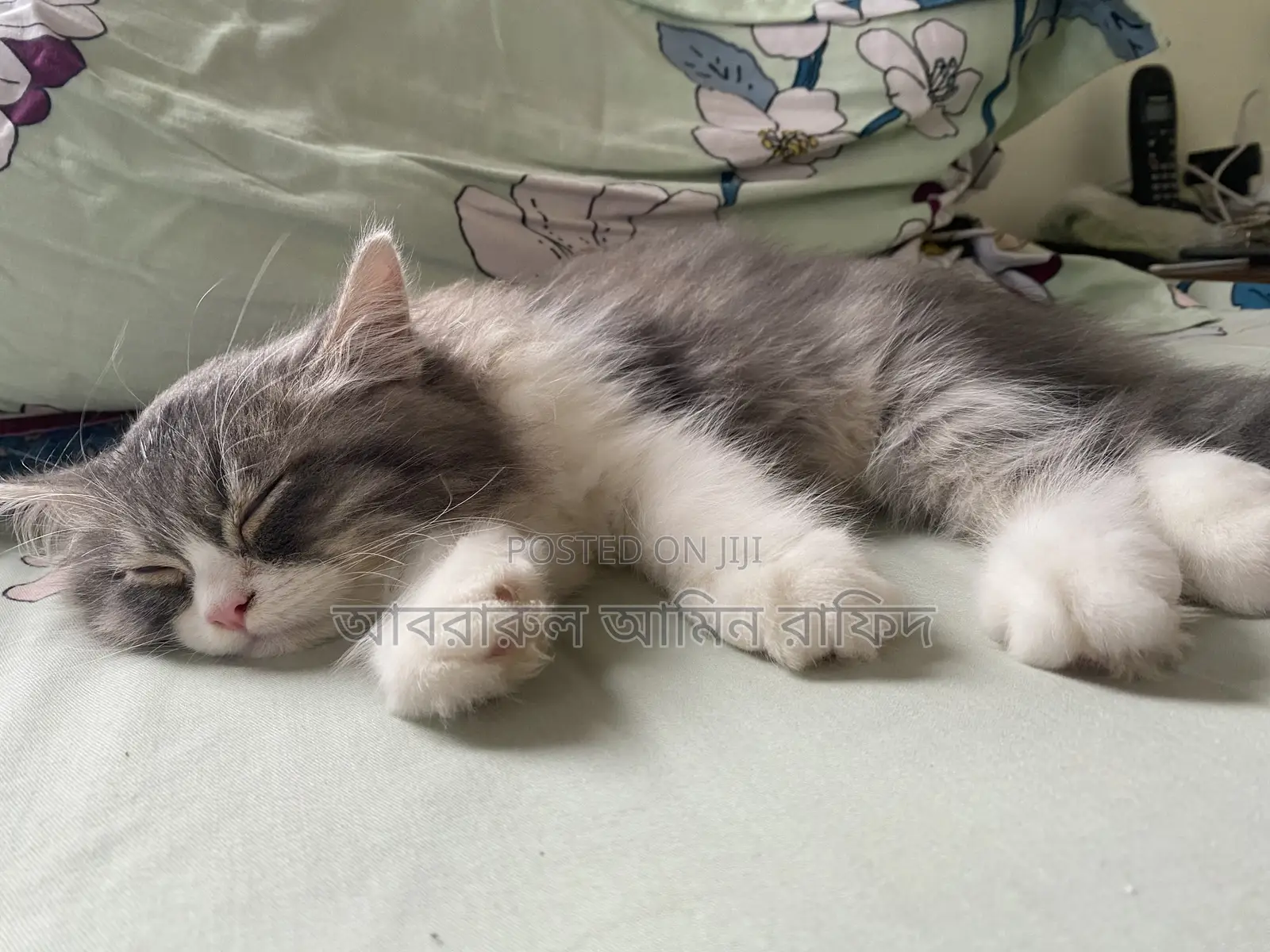 1-3 Months Male Purebred Persian