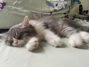 1-3 Months Male Purebred Persian