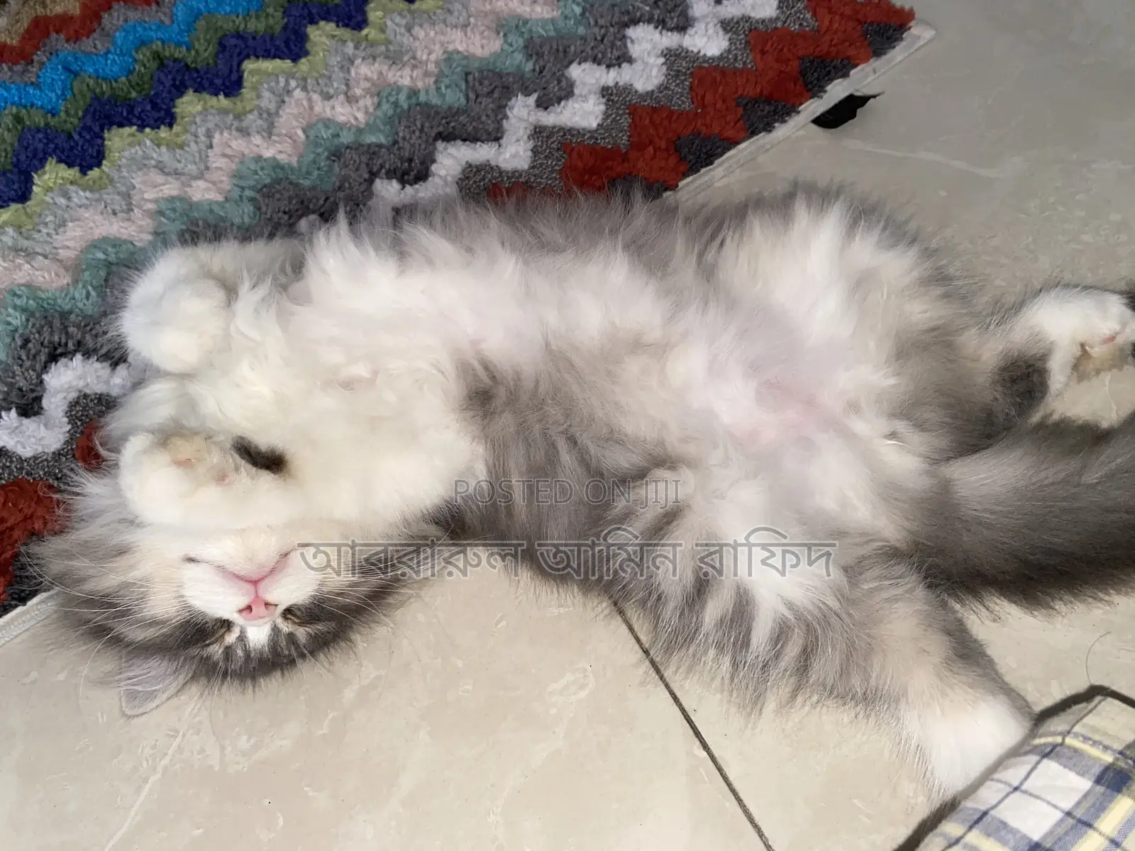 1-3 Months Male Purebred Persian