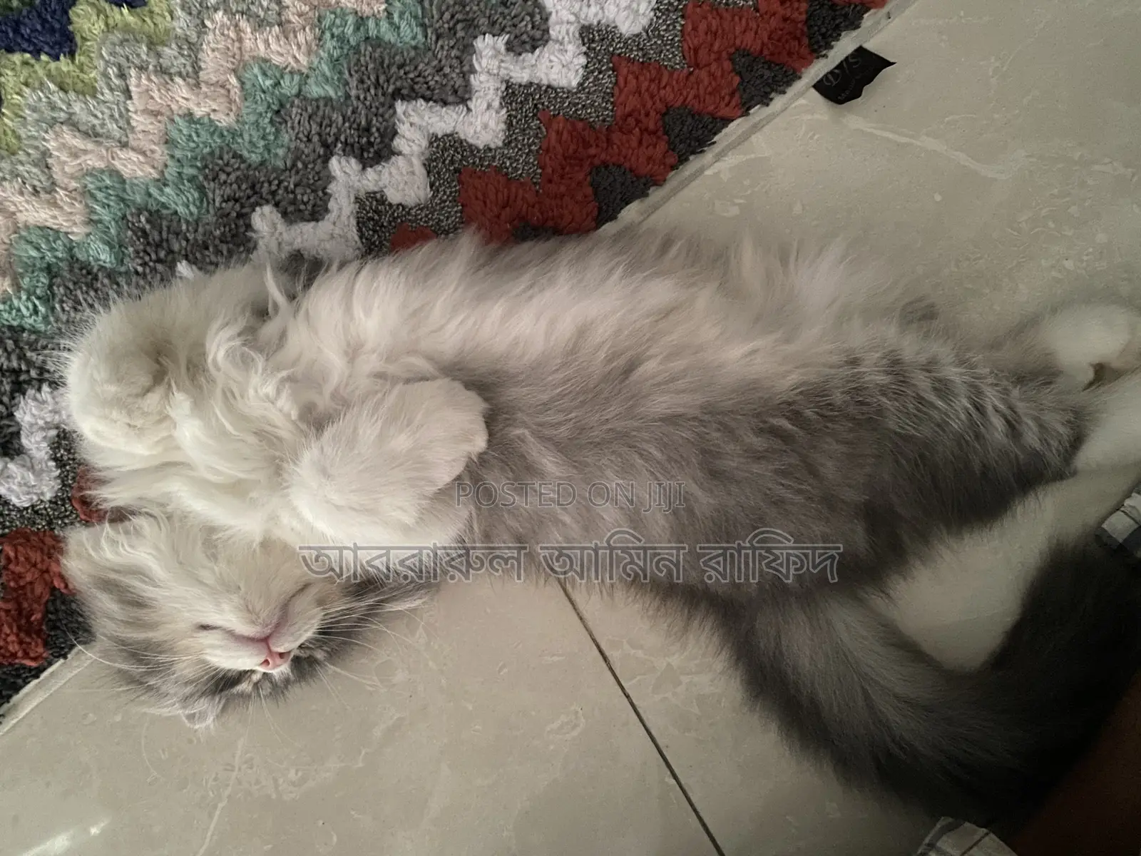 1-3 Months Male Purebred Persian