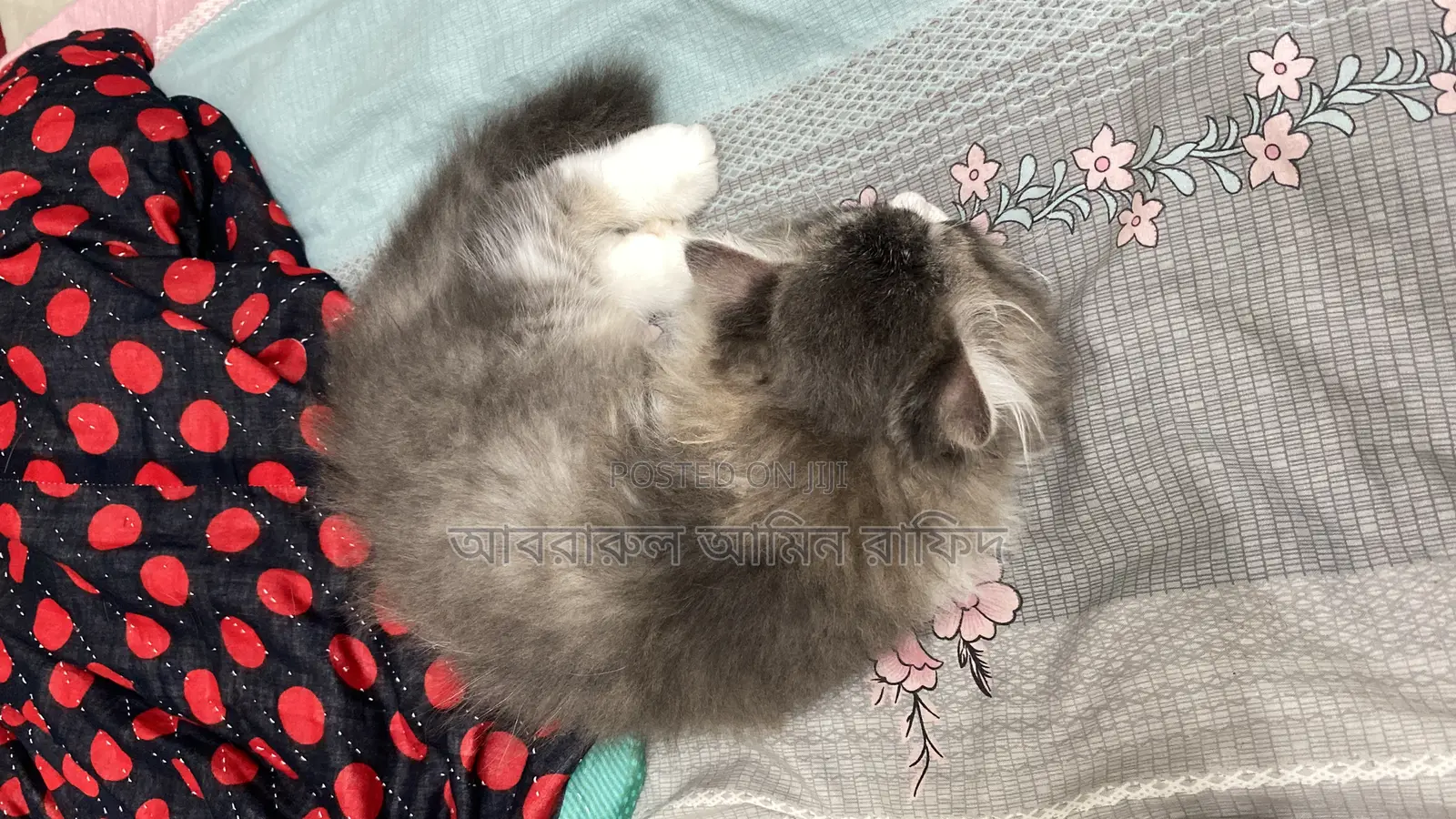 1-3 Months Male Purebred Persian