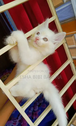 Photo - 1-3 Months Male Purebred Persian
