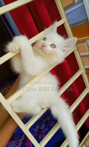 ১-৩ মাসের মেল পিউরব্রেড পার্সিয়ান