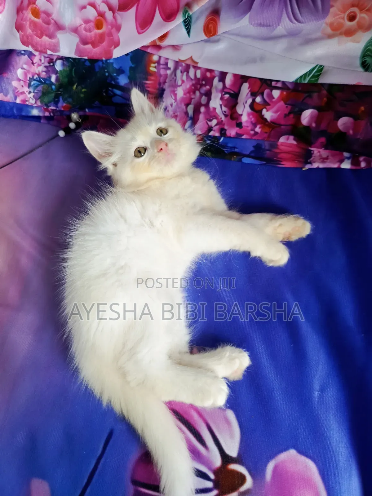 1-3 Months Male Purebred Persian