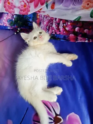 1-3 Months Male Purebred Persian