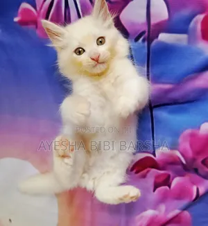 1-3 Months Male Purebred Persian