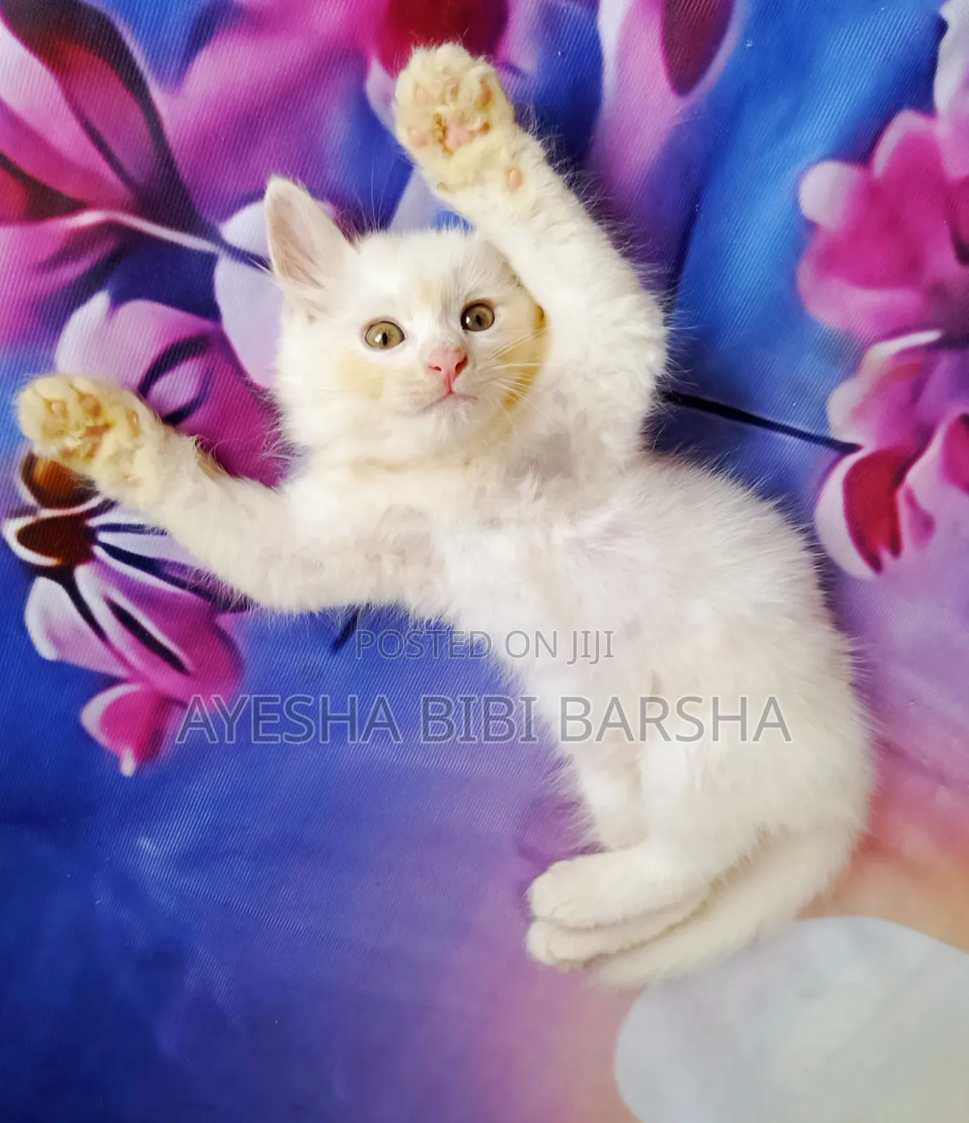 1-3 Months Male Purebred Persian