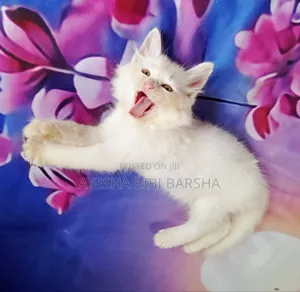 1-3 Months Male Purebred Persian