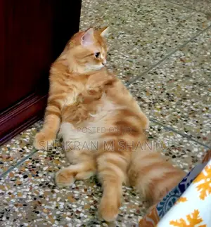 Photo - 3-6 Months Male Purebred Persian