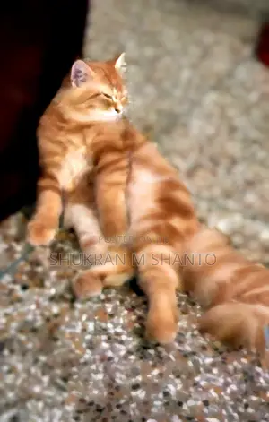 3-6 Months Male Purebred Persian