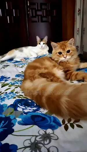 3-6 Months Male Purebred Persian