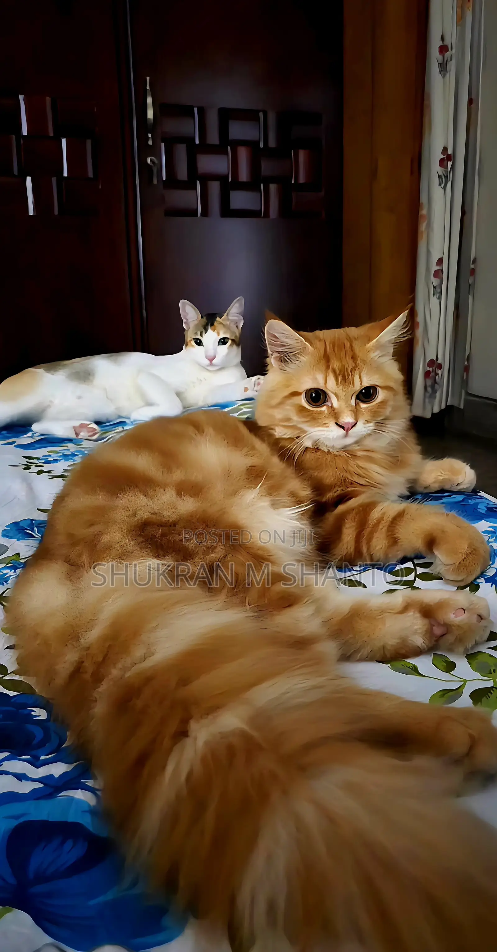 3-6 Months Male Purebred Persian