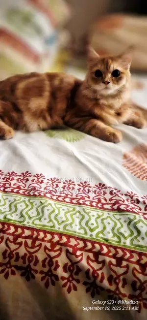 Photo - 3-6 Months Male Purebred Persian