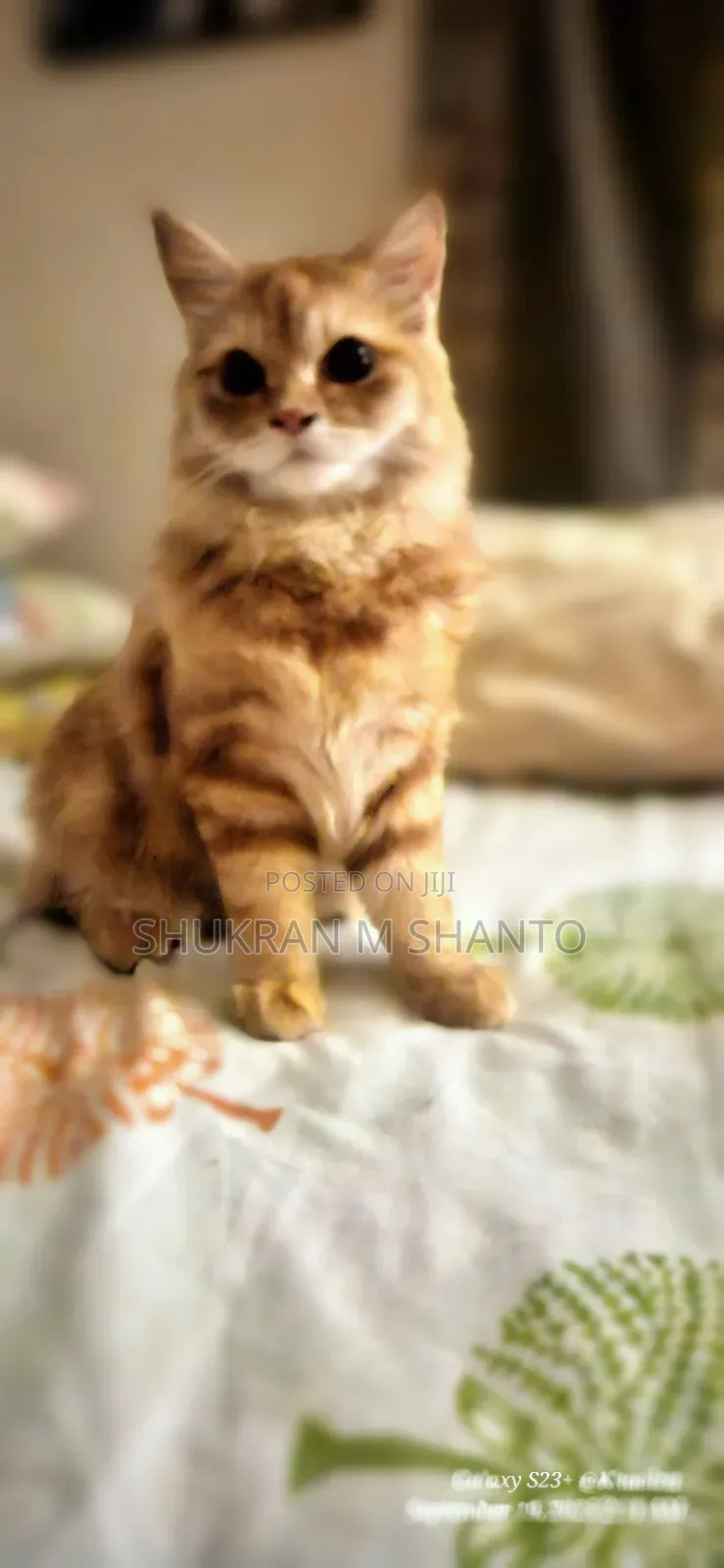 3-6 Months Male Purebred Persian