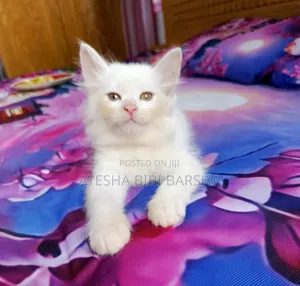 1-3 Months Male Purebred Persian