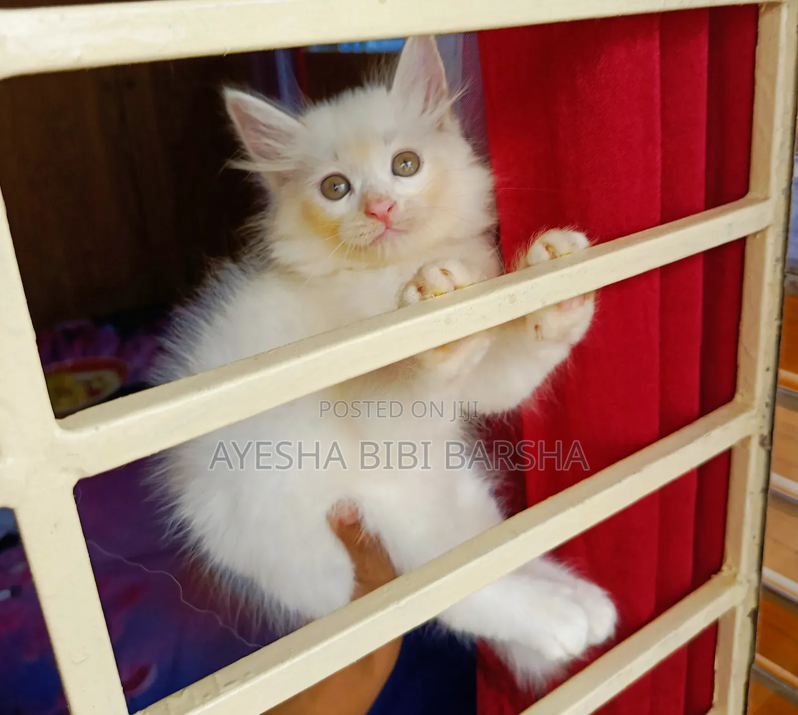 1-3 Months Male Purebred Persian