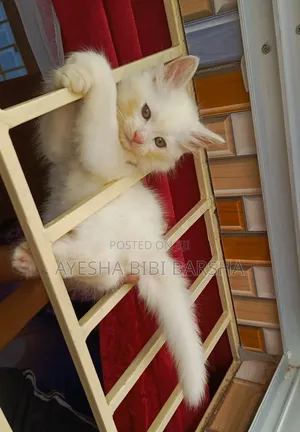 Photo - 1-3 Months Male Purebred Persian