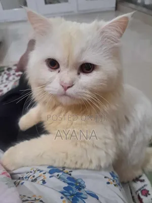 Photo - 3-6 Months Male Purebred 3 Cod