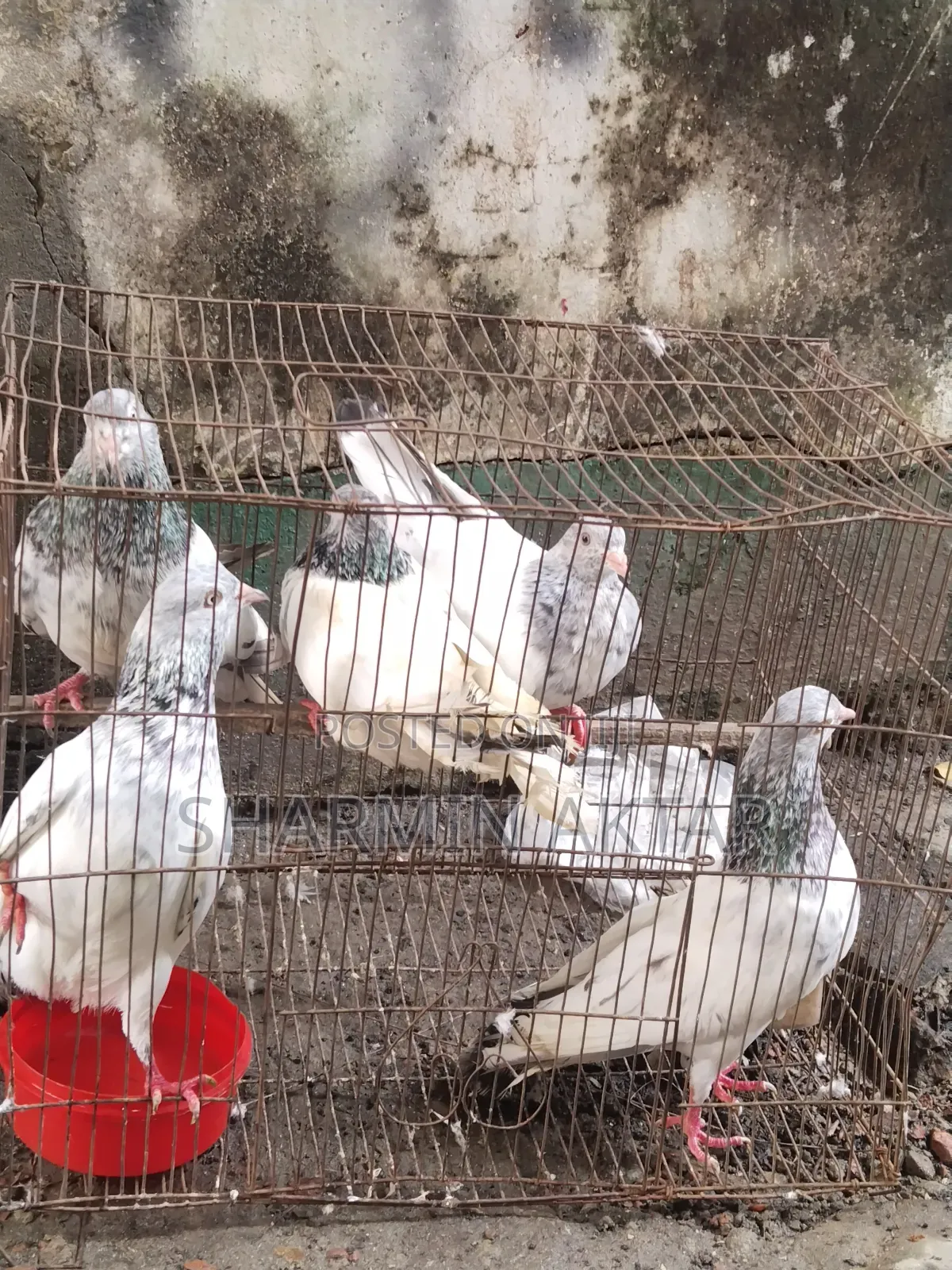 কেউ নিতে চাইলে ইনবক্সে মেসেজ দিবেন