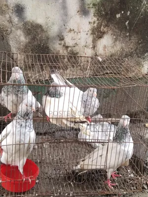 কেউ নিতে চাইলে ইনবক্সে মেসেজ দিবেন