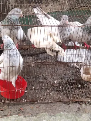 কেউ নিতে চাইলে ইনবক্সে মেসেজ দিবেন