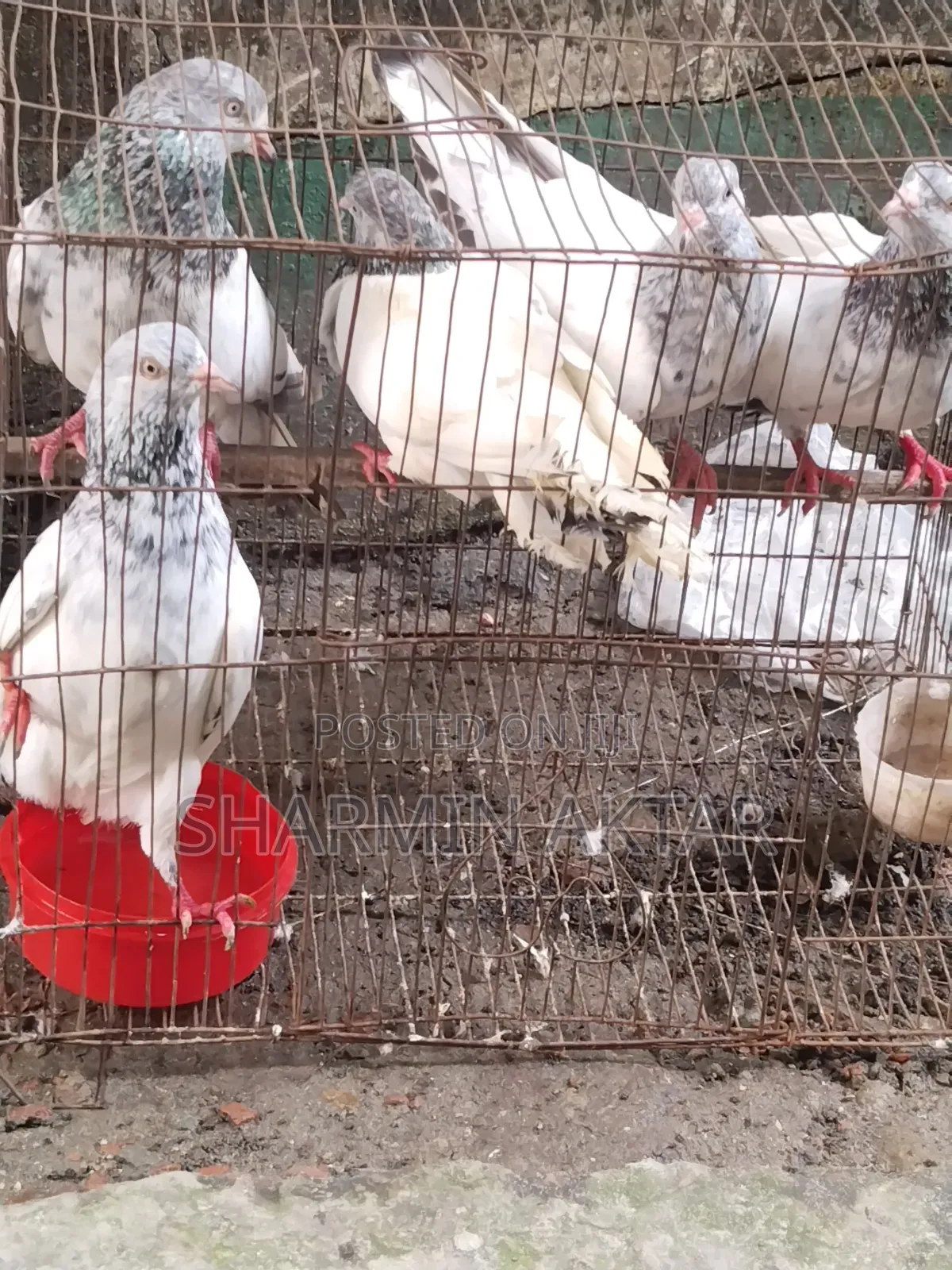 কেউ নিতে চাইলে ইনবক্সে মেসেজ দিবেন