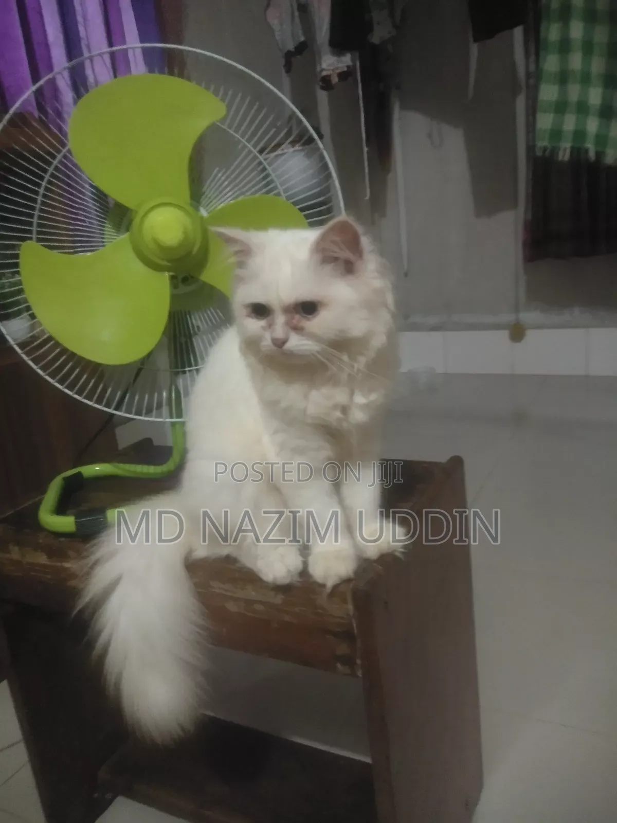 3-6 Months Male Purebred Persian