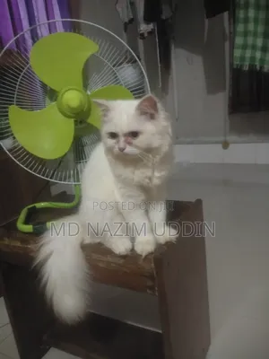 Photo - 3-6 Months Male Purebred Persian