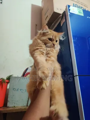 3-6 Months Male Purebred Persian