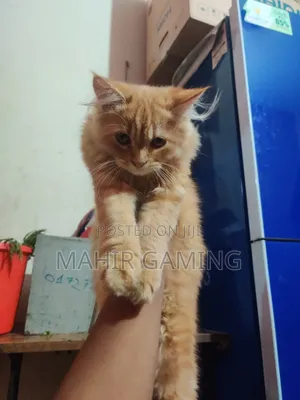 3-6 Months Male Purebred Persian