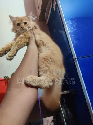 3-6 Months Male Purebred Persian