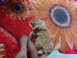 3-6 Months Male Purebred Persian