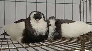 Photo - Black Felegyhazer