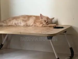 Photo - 1-3 Months Female Purebred Persian