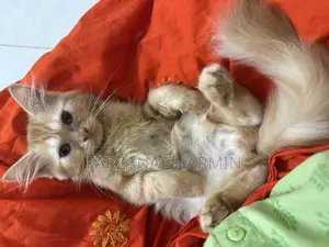1-3 Months Female Purebred Persian