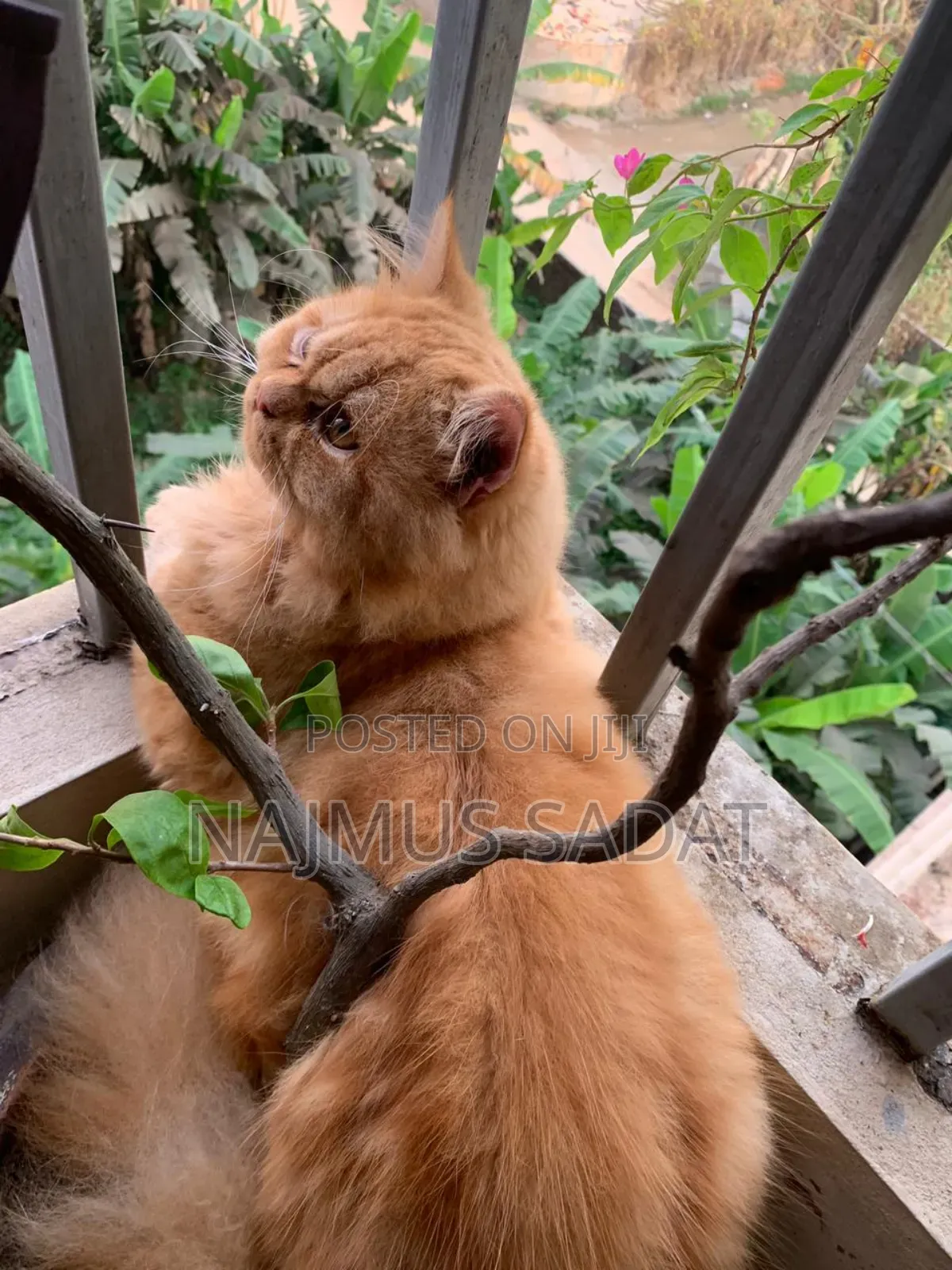 6-12 Months Male Purebred Cat