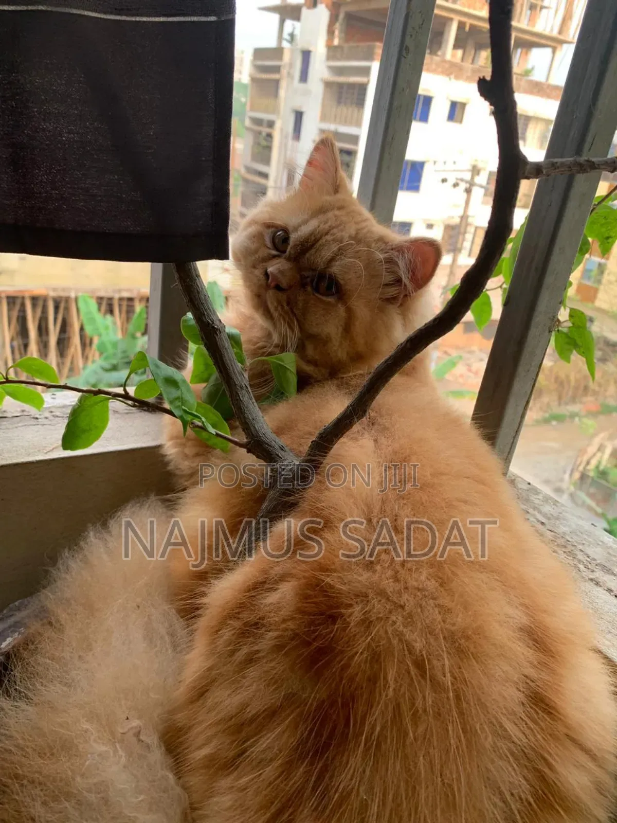 6-12 Months Male Purebred Cat