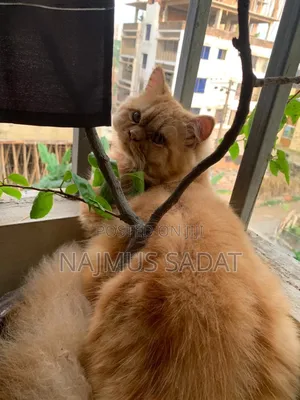 6-12 Months Male Purebred Cat