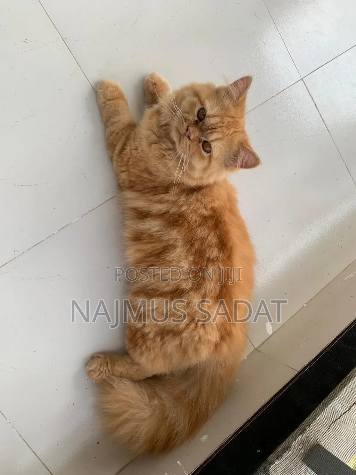 6-12 Months Male Purebred Cat