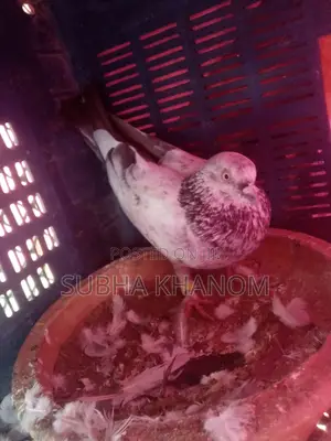 Photo - Kichu Nor Kobutor