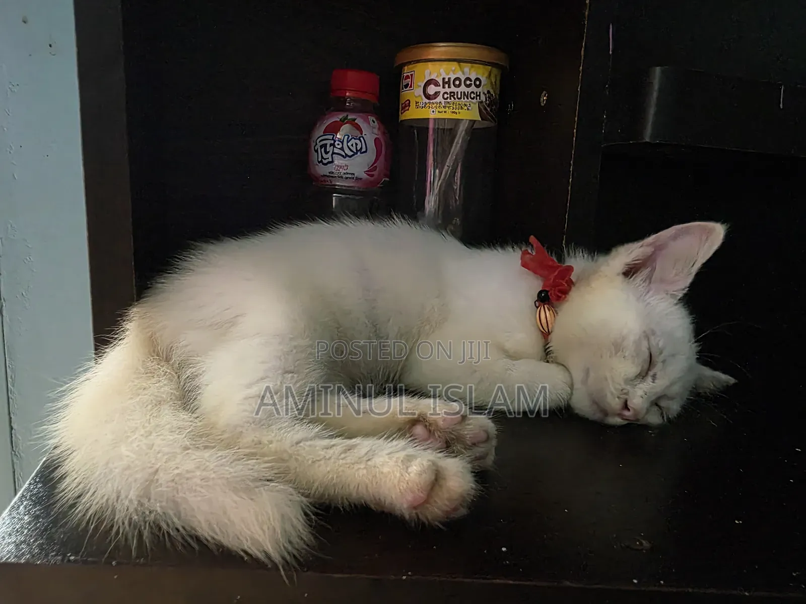 1-3 Months Male Mixed Breed Persian