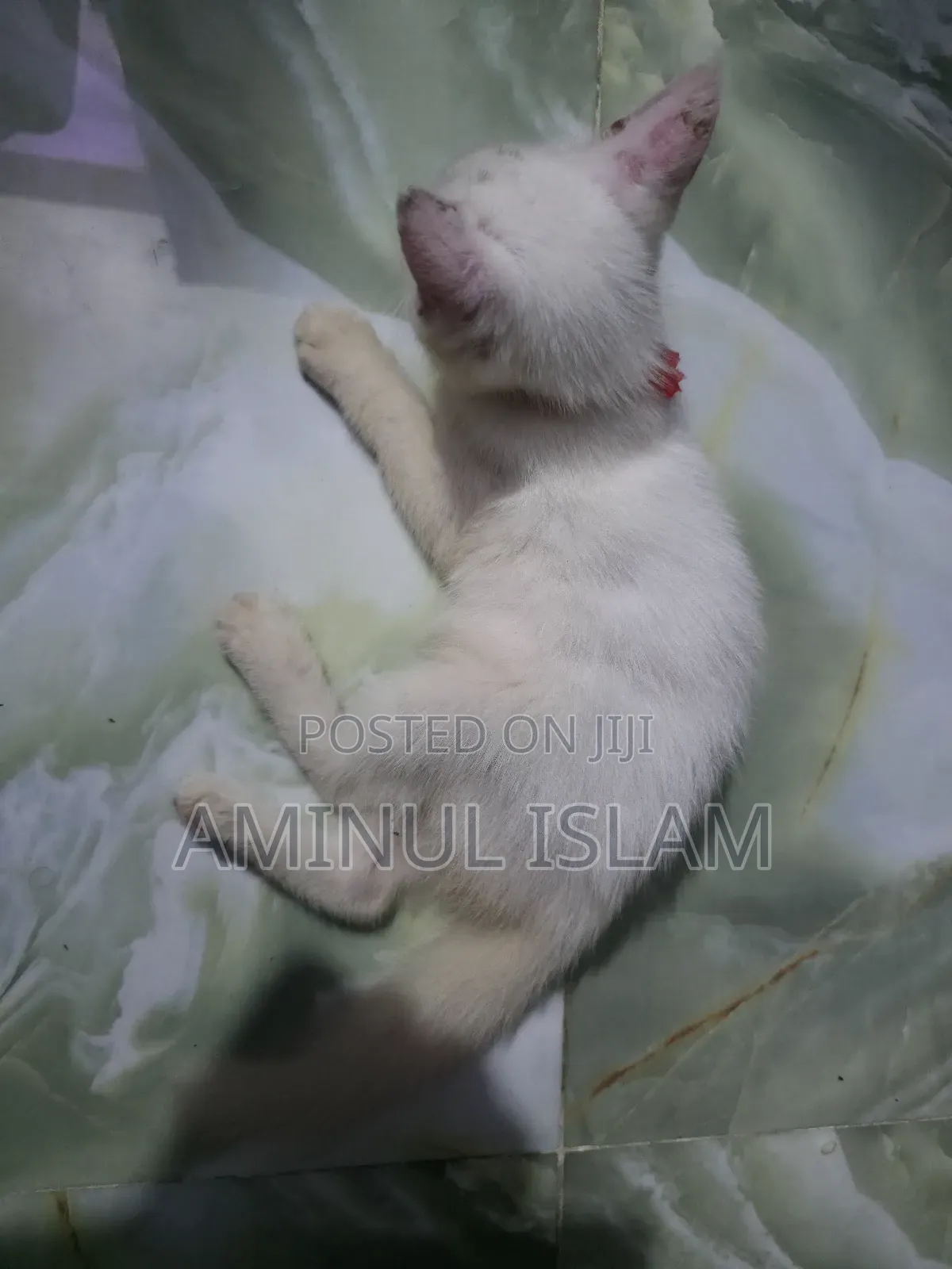 1-3 Months Male Mixed Breed Persian