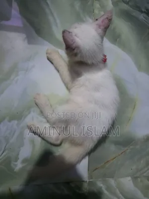 1-3 Months Male Mixed Breed Persian