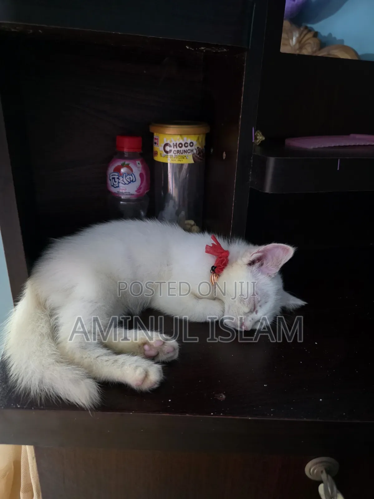 1-3 Months Male Mixed Breed Persian